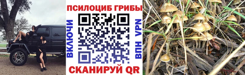 OMG как войти  где купить наркотик  Тбилисская  это наркотические препараты  Псилоцибиновые грибы Magic Shrooms 